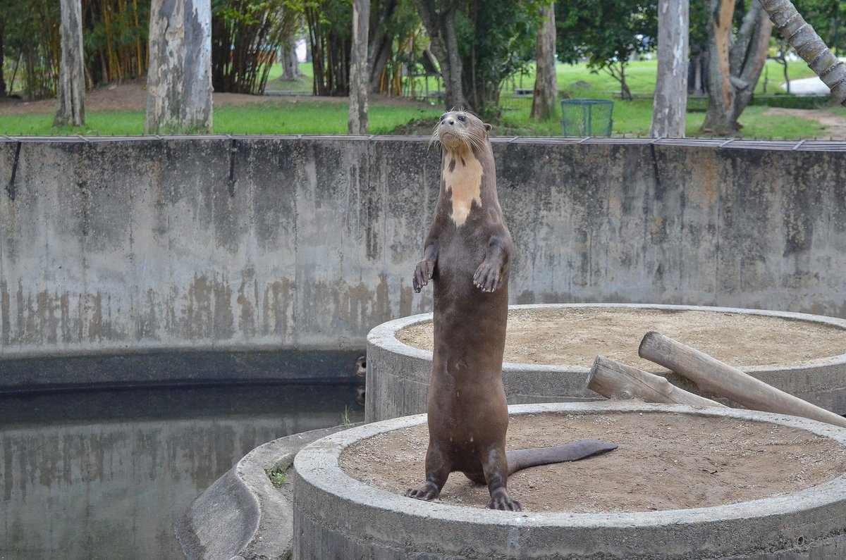 Escapó nutria del Parque del Este y le pegó un mordisco a un visitante (Video)