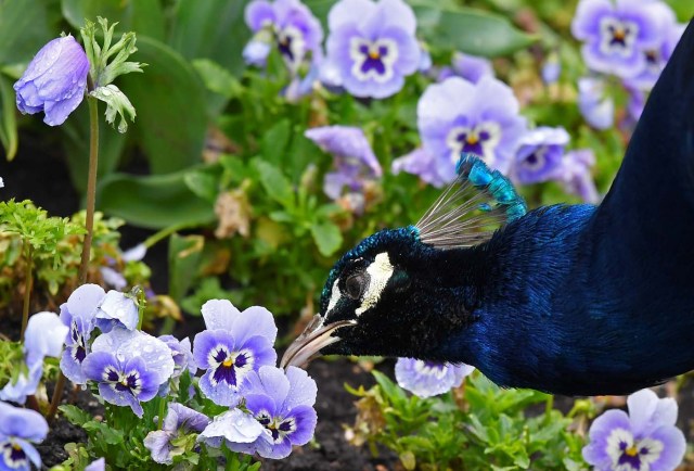 A peacock feeds amongst spring blooms in Holland Park in west London, Britain, April 28, 2018. REUTERS/Toby Melville