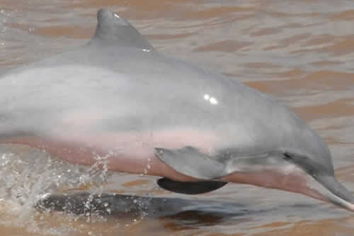 Los delfines de río están disminuyendo abruptamente en la cuenca del Amazonas