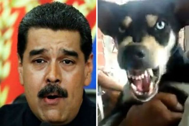 nicolas-maduro-preocupado-perro-que-no-lo-quiere