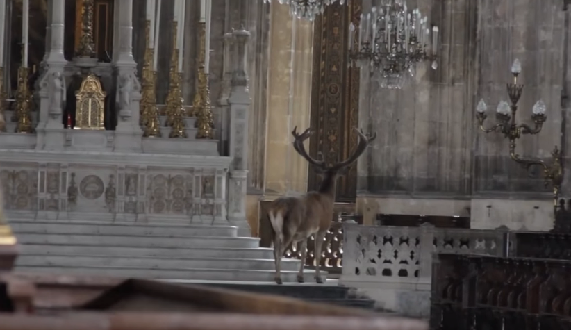 Capturan a un venado vagando por una iglesia en Francia (video)