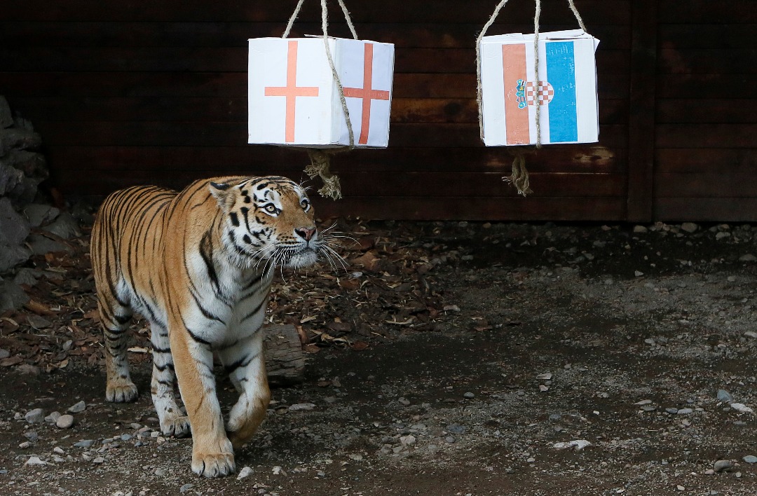 FOTO: Entre Inglaterra y Croacia… ¿A quién escogió este tigre?