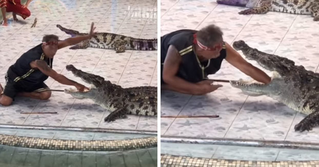 ¿Quién lo manda? Domador casi queda sin brazo al meter la mano en el hocico de un Cocodrilo