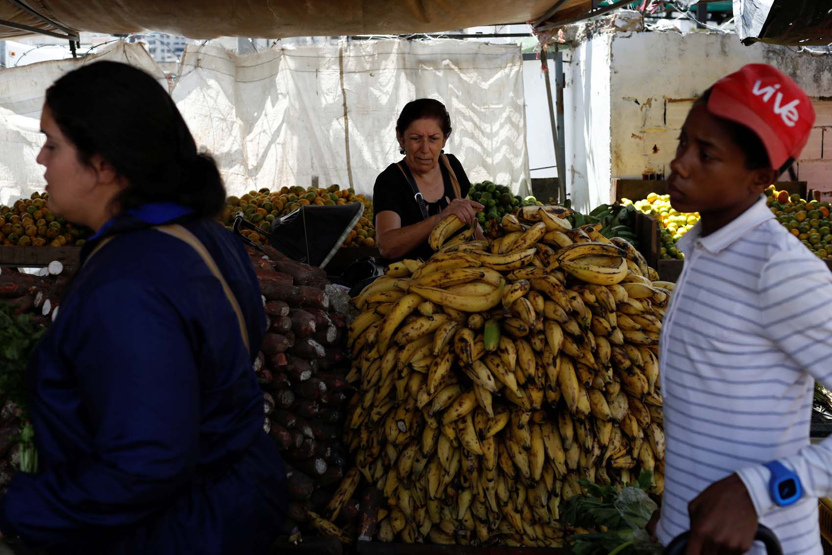Comprueban contaminación de hongo Fusarium en plátanos cerca de la frontera colombo-venezolana