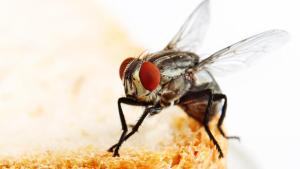 Ya podrás morir en paz luego de ver a una mosca hacer pipí (VIDEO)