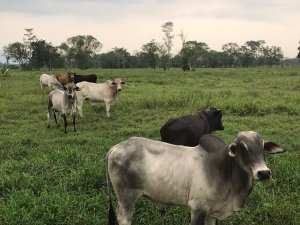 Cuatreros descuartizaron ocho toros en una finca de Barinas
