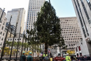 Así instalaron el tradicional árbol de Navidad del Rockefeller Center (Fotos)