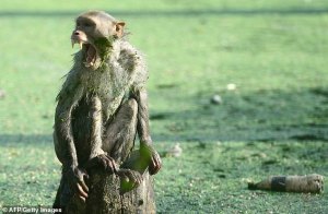 Mono mata a recién nacido tras arrebatárselo a su madre en su casa
