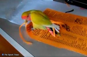 Con un peculiar ritual, este pajarito se pone plumas que él mismo hace con papel (video)