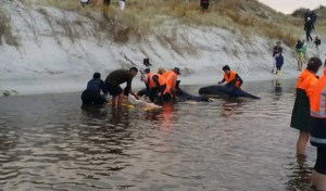 Rescatan a seis ballenas varadas en Nueva Zelanda