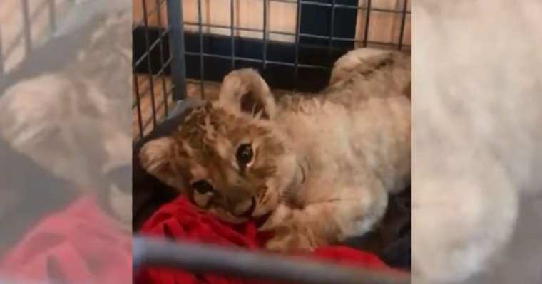Francia registra varios casos de leones cachorros en manos de particulares