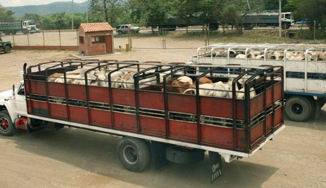 El contrabando de carne hacia Colombia no da tregua, pese a los operativos