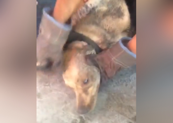 Lograron rescatar al perro atrapado en la alcantarilla de San José del Ávila (video)