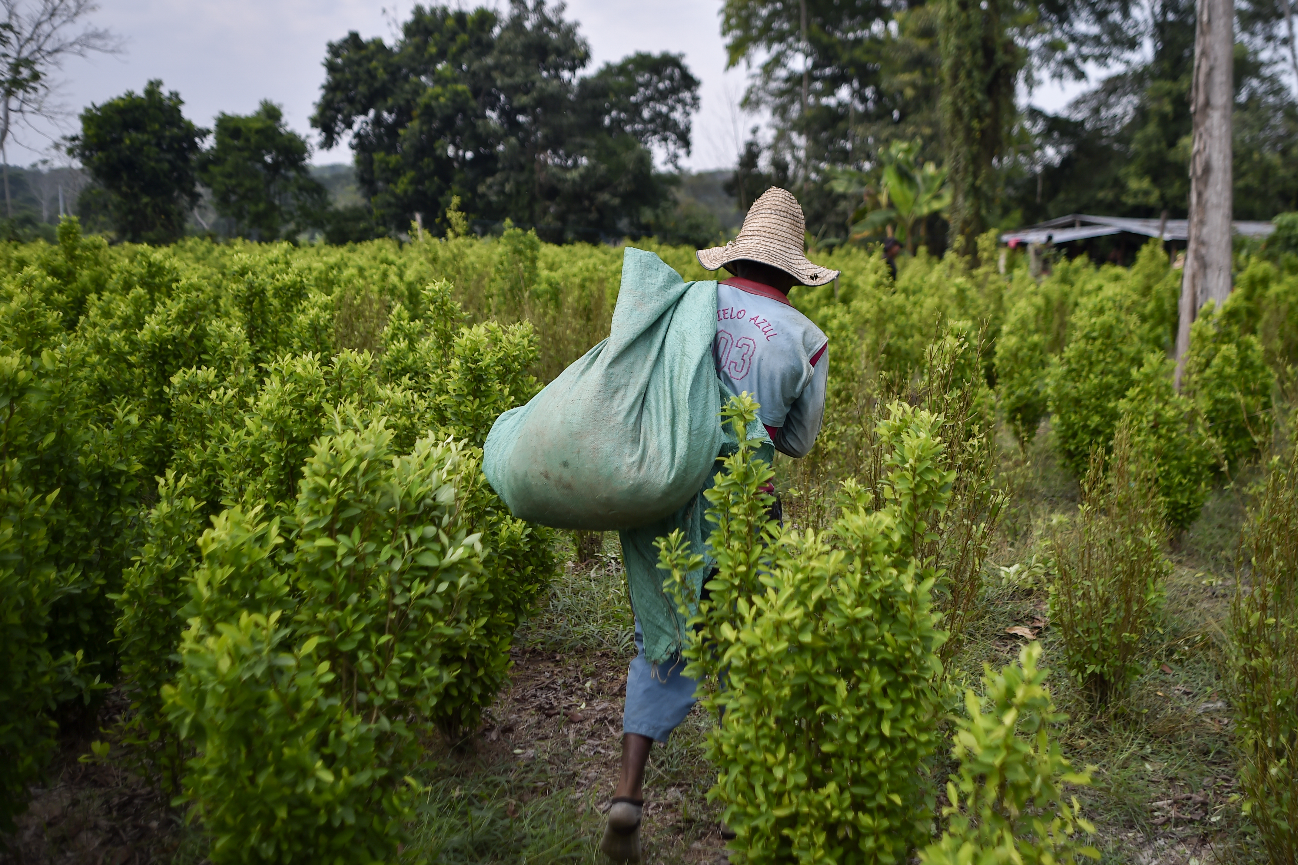 Cultivos de coca bajan en Colombia en 2018 pero siguen en máximos, según ONU
