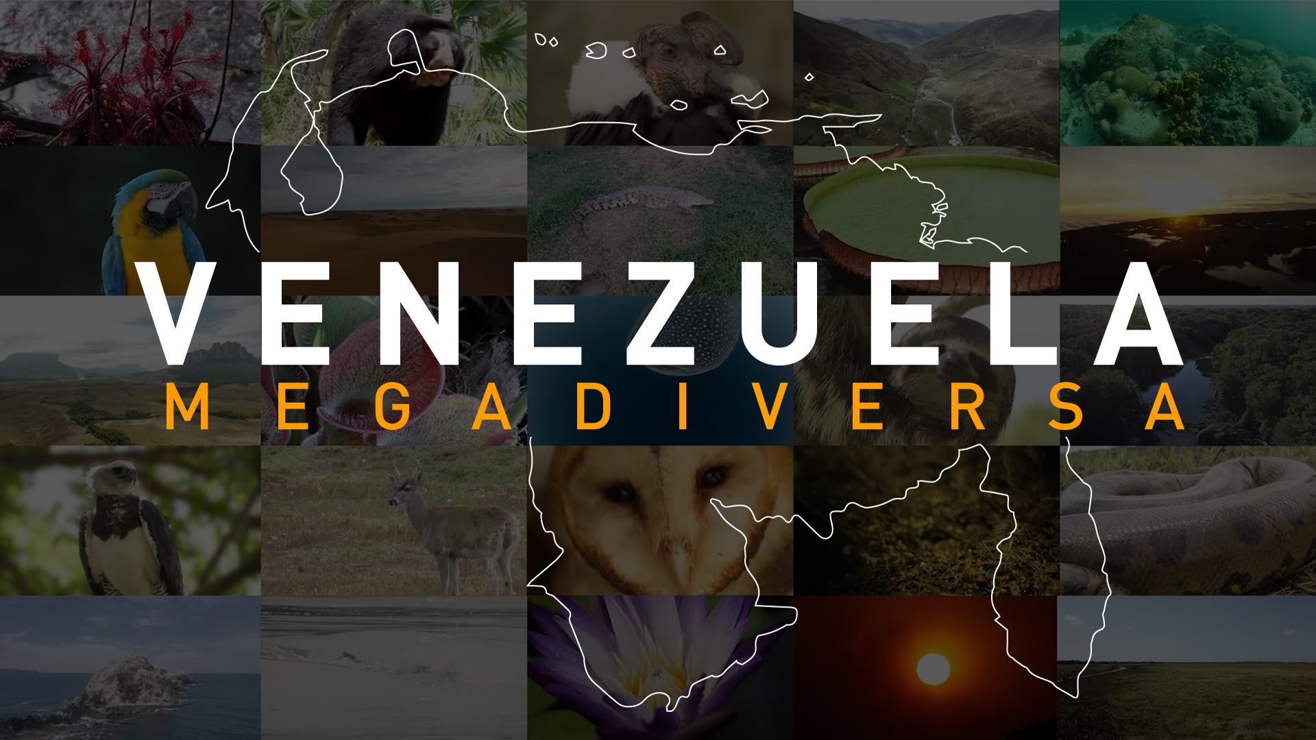 Venezuela Megadiversa: una serie dedicada a la belleza del país