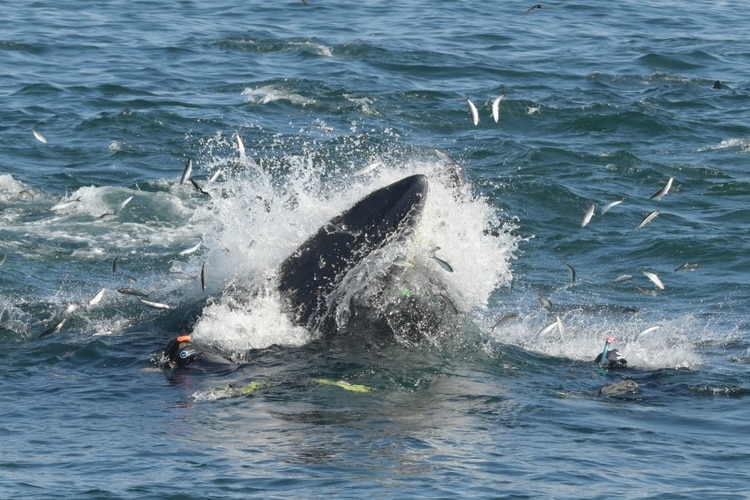 Una ballena se traga a un buzo en Sudáfrica que se salva milagrosamente (Fotos y Video)