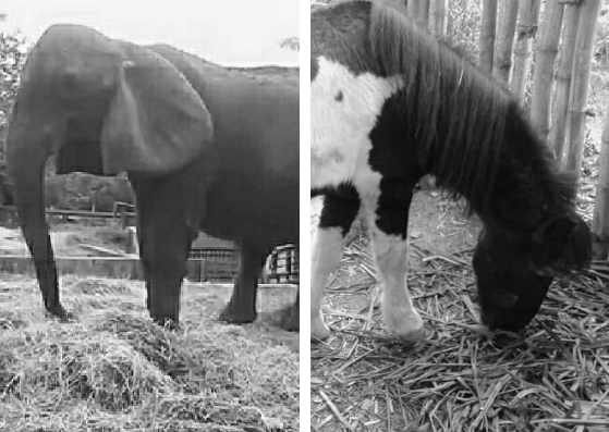 Murieron la elefante “Gira” y el pony indio del zoológico de Barquisimeto