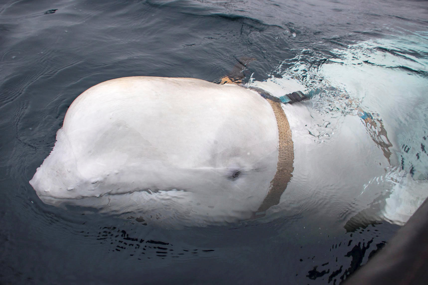 Hallaron una ballena atada a un arnés ruso en Noruega (Fotos)