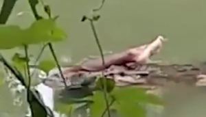 ¡HORROROSO!… Un cocodrilo nadando con una pierna en la boca (VIDEO)