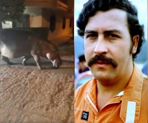 EN VIDEO: Hipopótamo de Pablo Escobar sale a pasear por las calles de Antioquia y asusta a los ciudadanos