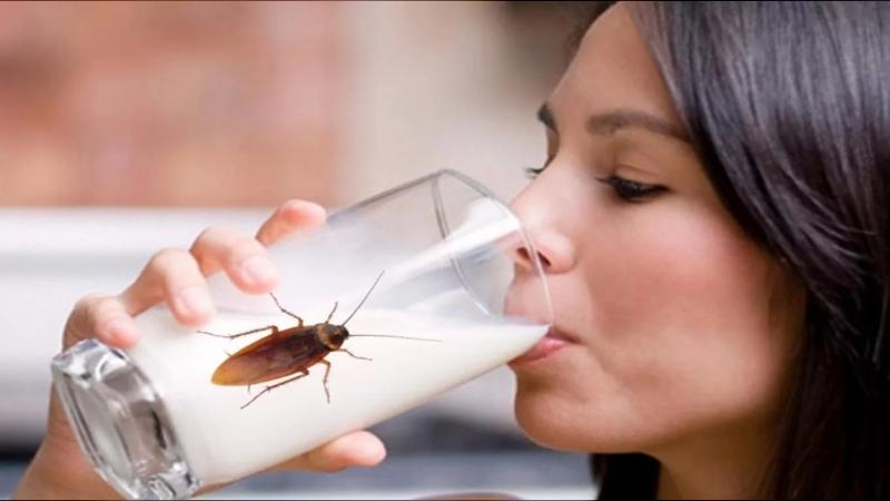 La leche de cucarachas se convertiría en el nuevo alimento de los humanos