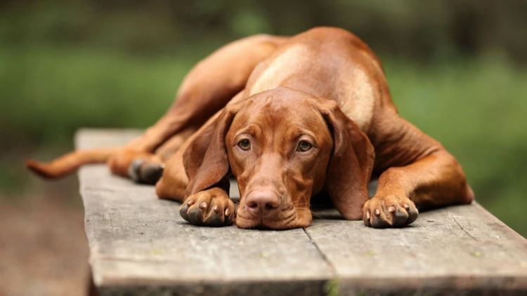 La ciencia descubrió por qué nadie se resiste a la mirada triste de un perro