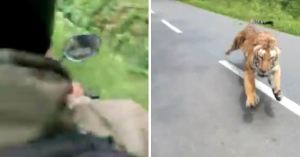¡Impactante! Motorizados le meten chola al acelerador cuando ven que un tigre les apareció en plena carretera (VIDEO)