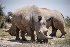 Científicos logran fecundar 7 óvulos para salvar a los rinocerontes blancos del norte