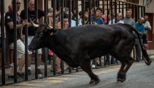 Toro embiste y lanza a un espectador en un festival taurino de España (Video)