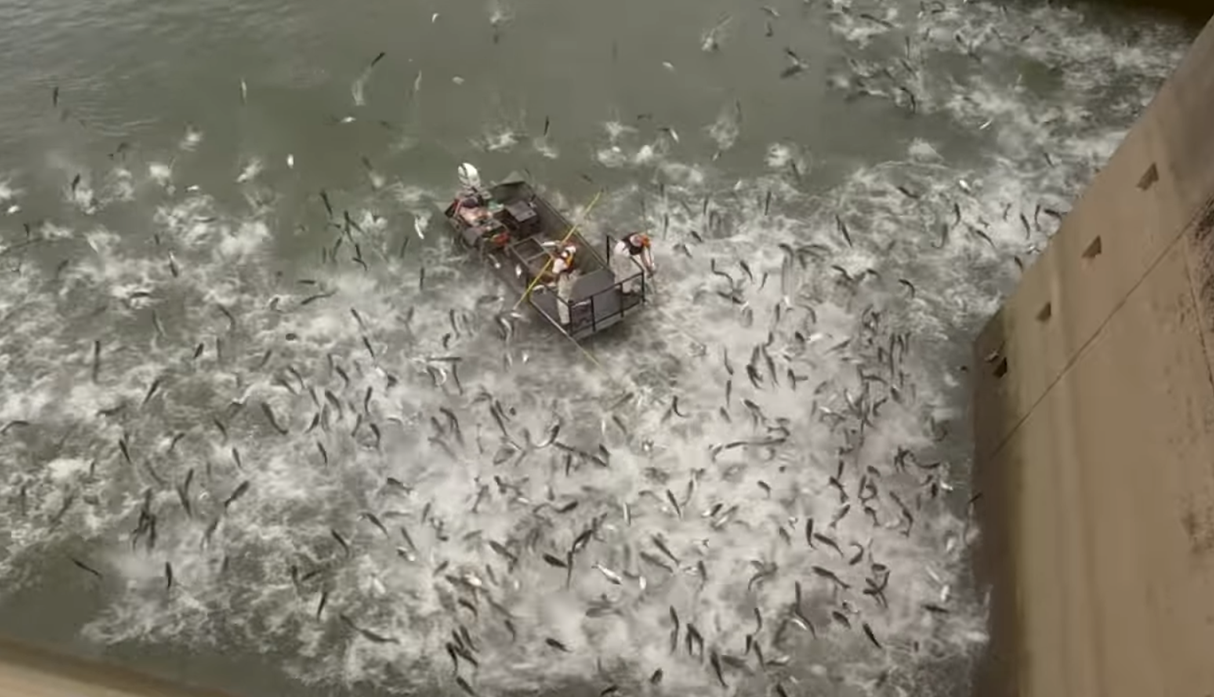 El momento en que ELECTROCUTAN a cientos de peces que están sobrepoblando un lago en EEUU (video)