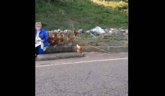 Le dijeron que los gallos violan a las gallinas… ¡esta fue su curiosa respuesta! (VIDEO)