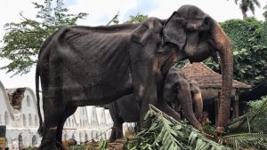 Muere Tikiri, la elefanta esquelética que provocó una gran polémica en Sri Lanka