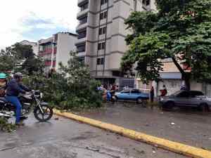 Un árbol en la avenida Victoria y aplastó un vehículo tras fuerte ventisca (Fotos)