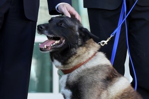 Trump presentó como un héroe a Conan, el perro herido en la redada en que murió Bagdadi (FOTOS)