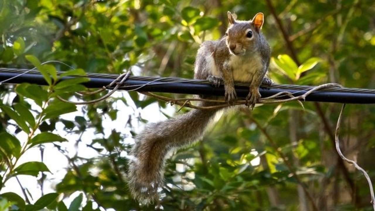 VIRAL: Graban a una ardilla que afila sus dientes con un cuchillo