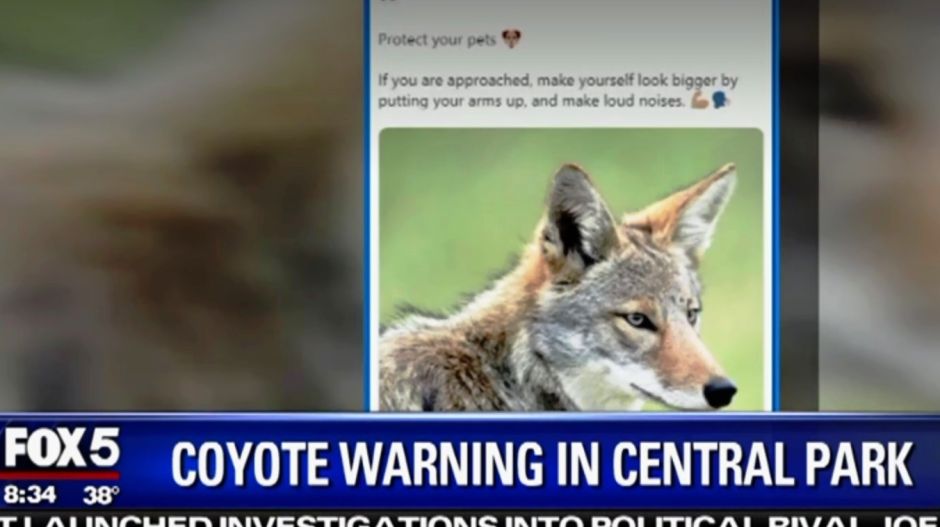 Alerta por coyotes en pleno Central Park de Nueva York