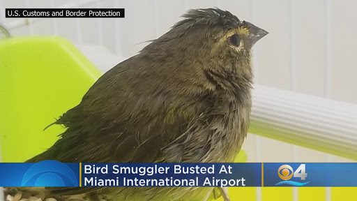 Contrabandista de aves arrestado en el aeropuerto internacional de Miami