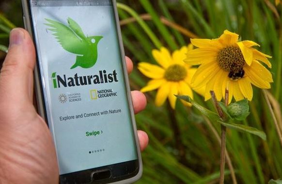 iNaturalist, la aplicación perfecta para identificar los organismos ambientales