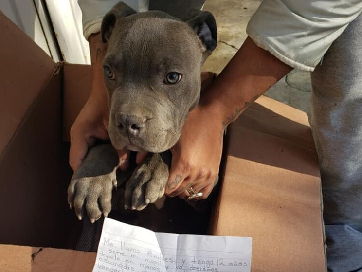 Difícil decisión: Un niño abandonó a su perrito en un refugio por este noble motivo (FOTOS)