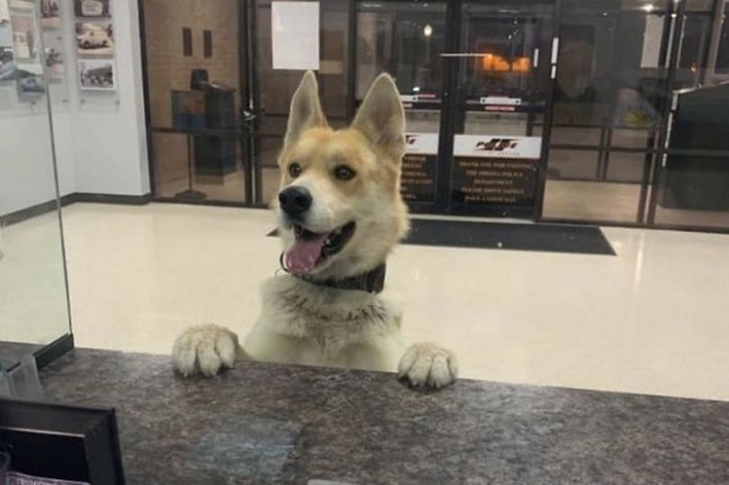 En Texas, un adorable perro llegó a la estación de policía para declararse perdido (fotos)