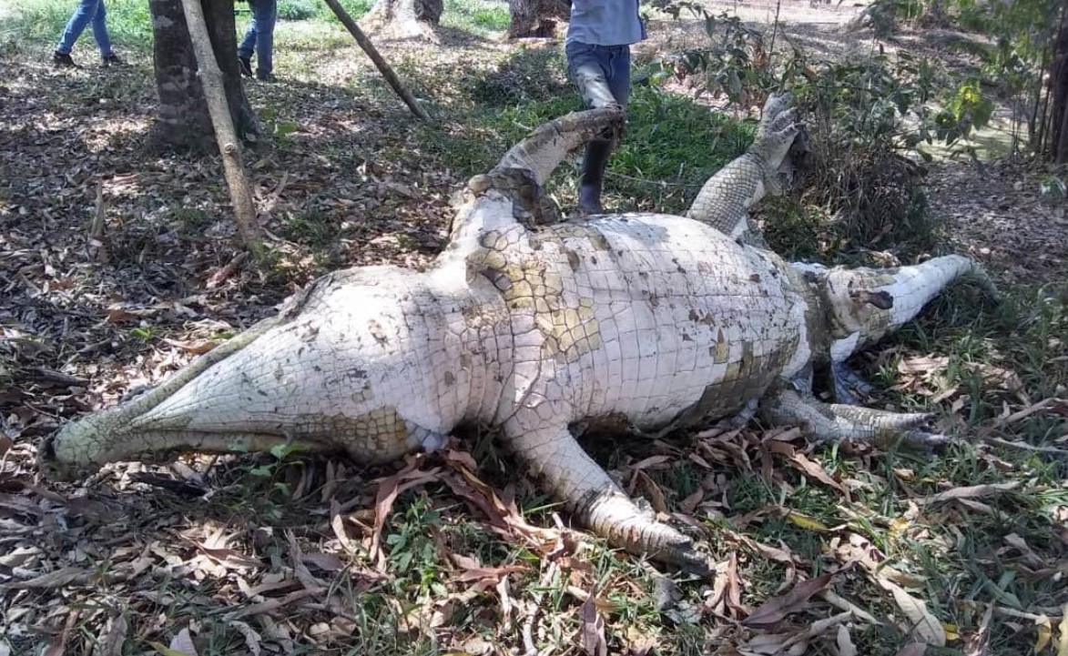 Por negligencia chavista murió “Hércules”, un caimán del Orinoco en peligro de extinción