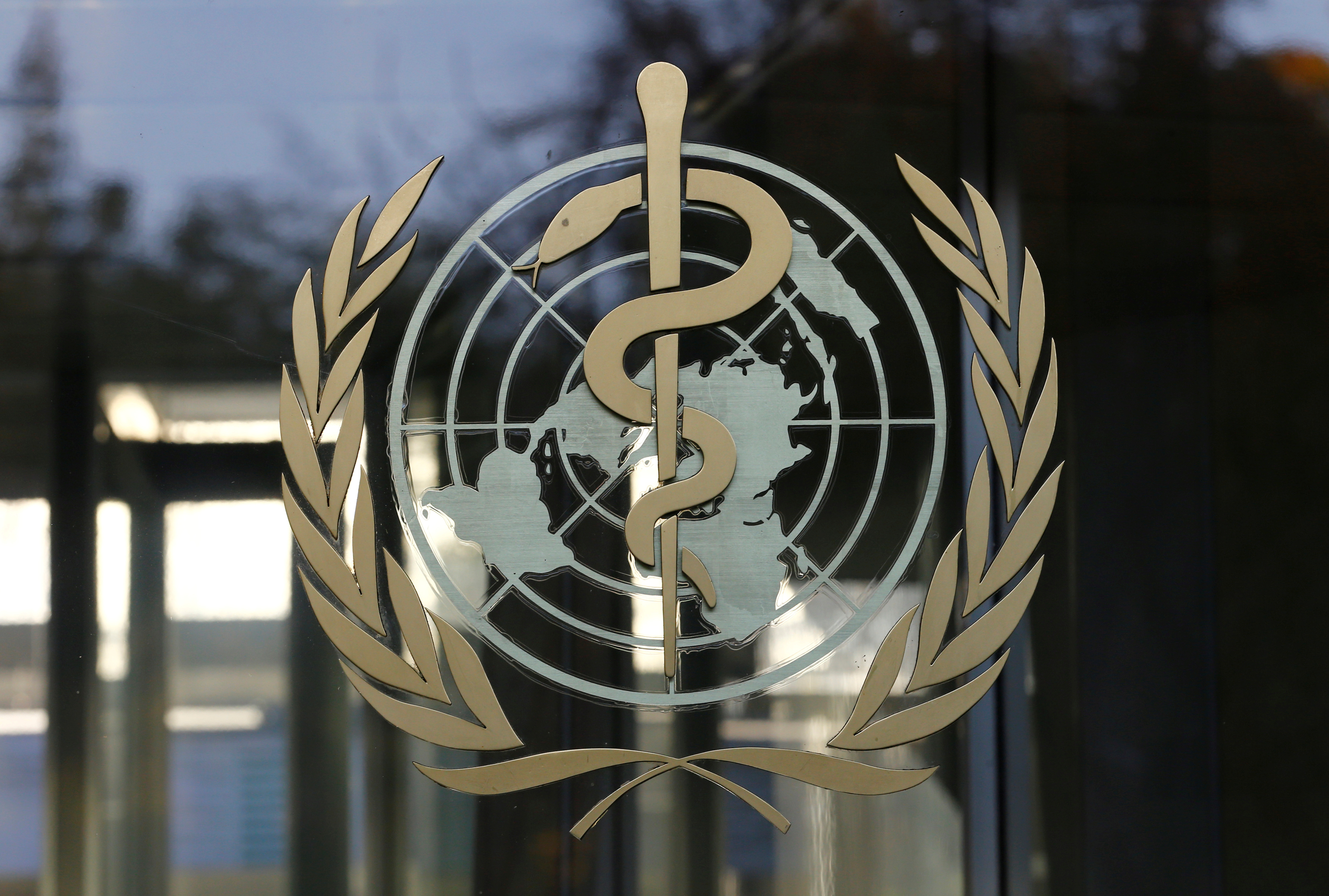 OMS pide ensayos clínicos con artemisia, el remedio natural de Madagascar que podría contrarrestar al coronavirus