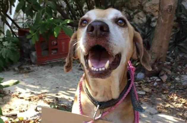 La emocionante historia de un perrito que vendía chucherías para pagar su quimioterapia (Fotos)