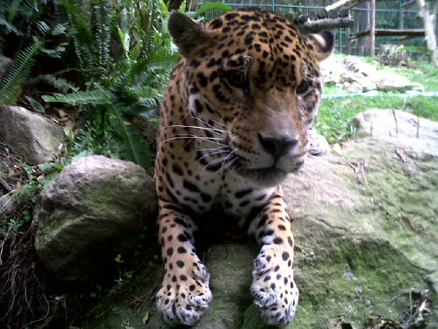 Murió Zeus, el jaguar del zoológico de Mérida