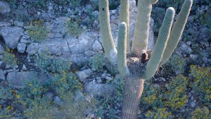 Logran por primera vez fotografiar nidos de águilas calvas en los cactus de Arizona