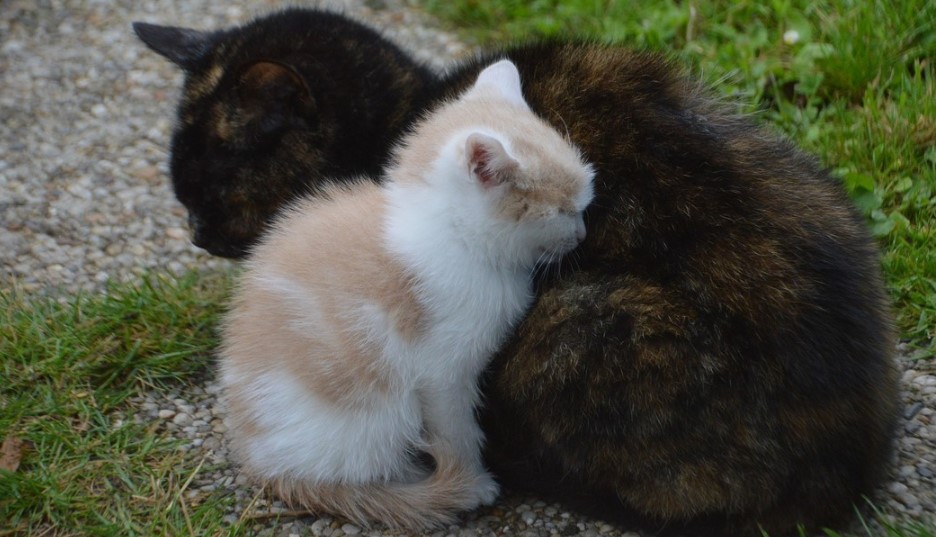 Una gata lleva a su cría enferma a un hospital en Turquía (Fotos)