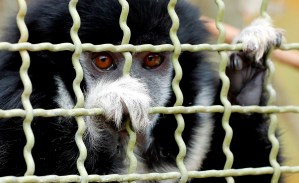 “Kaula”, el mono adicto al alcohol que pasará el resto de su vida en una jaula por estas terribles acciones