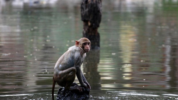 Varios monos se escapan de un laboratorio en la India con muestras de Covid-19