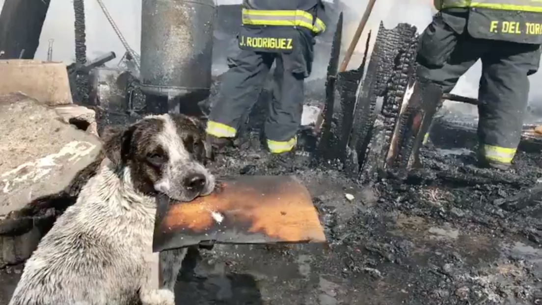 ¡Desgarrador! Perrito lloró desconsolado al ver como un incendio destruía su casa (Video)