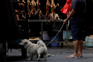 China abrió su feria anual de carne de perro en plena pandemia mundial por coronavirus